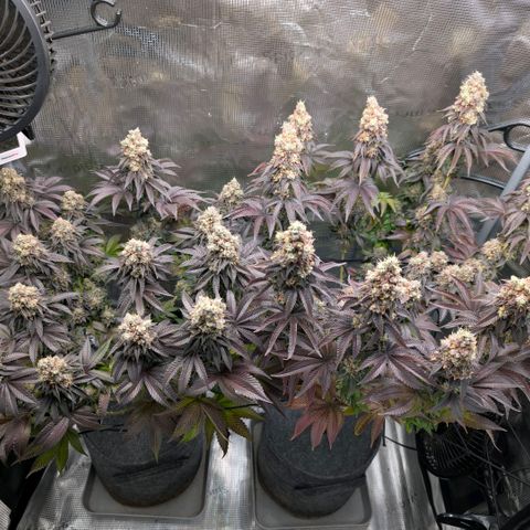End Game Rbx EC#4 growlog timeline photo