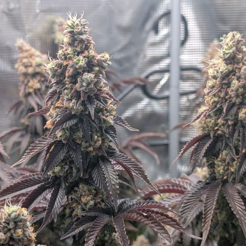 End Game Rbx EC#4 growlog timeline photo