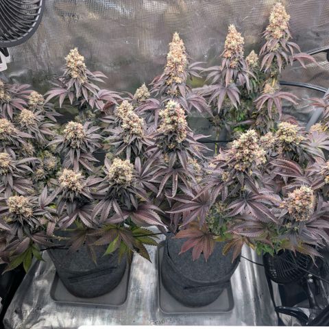 End Game Rbx EC#4 growlog timeline photo