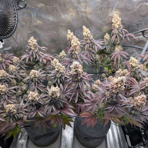 End Game Rbx EC#4 growlog timeline photo