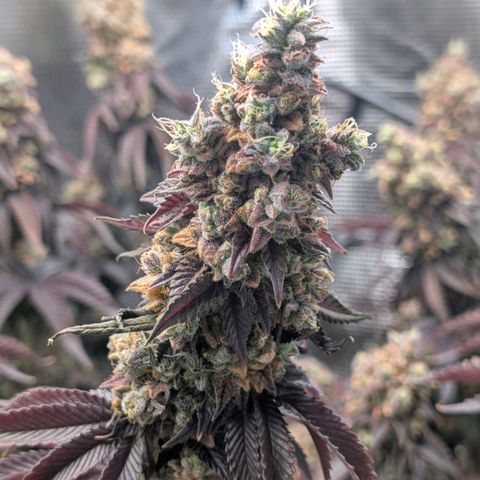 End Game Rbx EC#4 growlog timeline photo