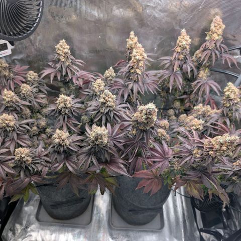 End Game Rbx EC#4 growlog timeline photo