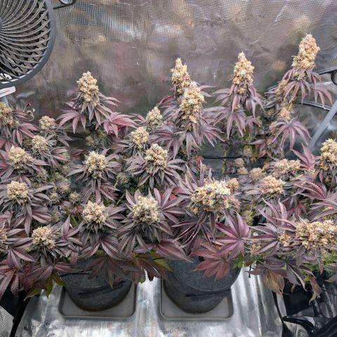 End Game Rbx EC#4 growlog timeline photo