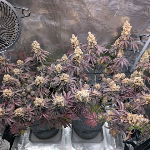 End Game Rbx EC#4 growlog timeline photo