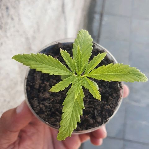 Prenseed #1 growlog timeline photo