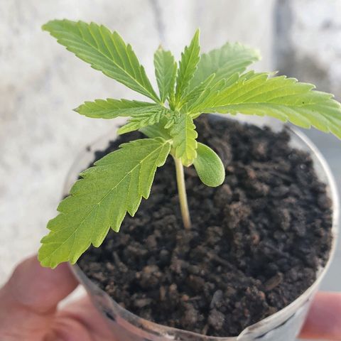 Prenseed #1 growlog timeline photo