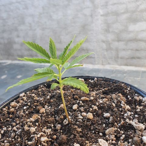 Prenseed #1 growlog timeline photo