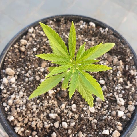 Prenseed #1 growlog timeline photo
