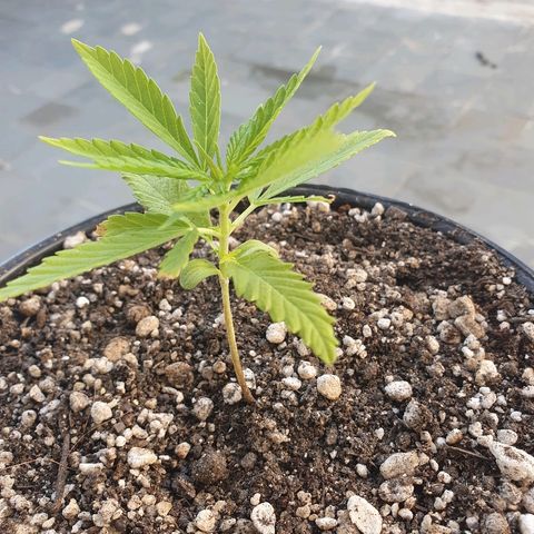 Prenseed #1 growlog timeline photo