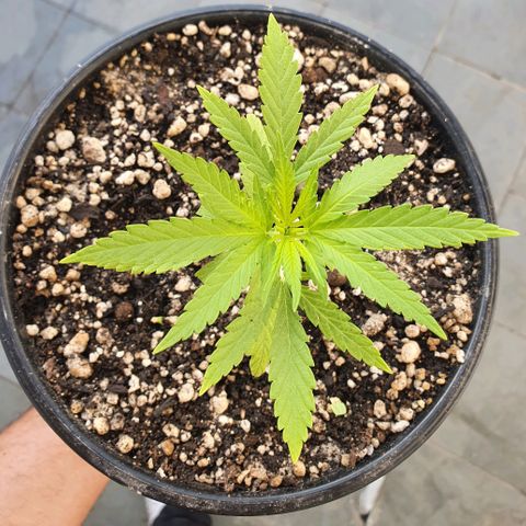 Prenseed #1 growlog timeline photo