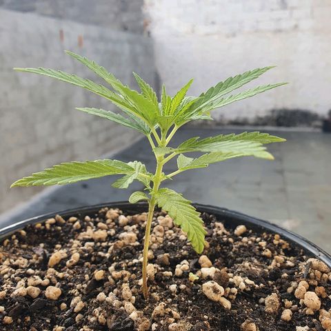 Prenseed #1 growlog timeline photo