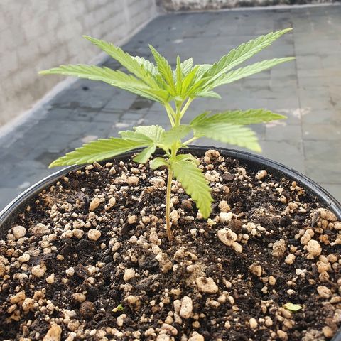 Prenseed #1 growlog timeline photo