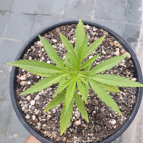 Prenseed #1 growlog timeline photo
