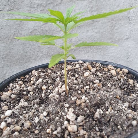 Prenseed #1 growlog timeline photo
