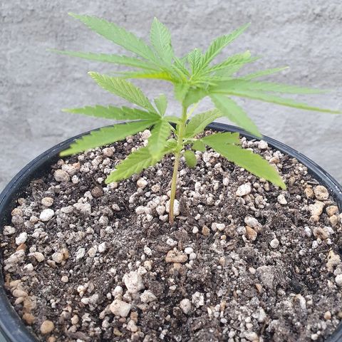 Prenseed #1 growlog timeline photo
