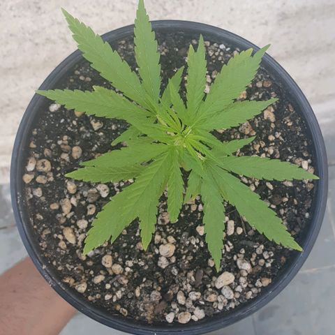 Prenseed #1 growlog timeline photo