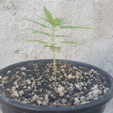 Prenseed #1 growlog timeline photo