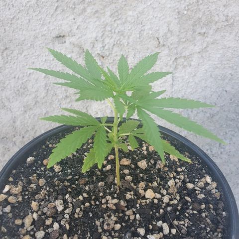 Prenseed #1 growlog timeline photo