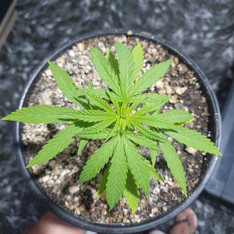 Prenseed #1 growlog timeline photo