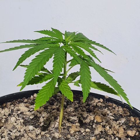 Prenseed #1 growlog timeline photo