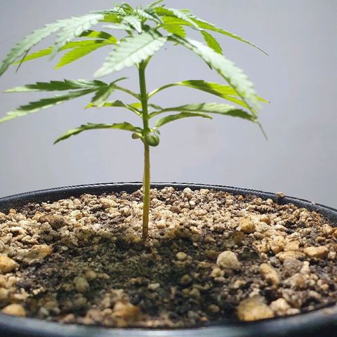 Prenseed #1 growlog timeline photo