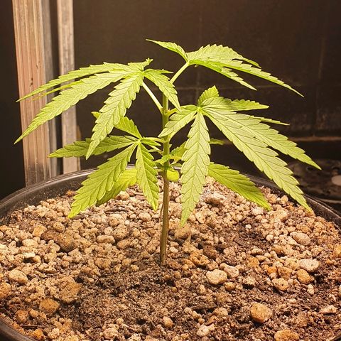 Prenseed #1 growlog timeline photo