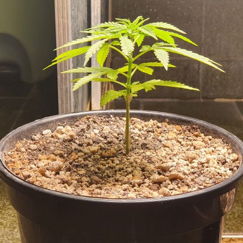 Prenseed #1 growlog timeline photo