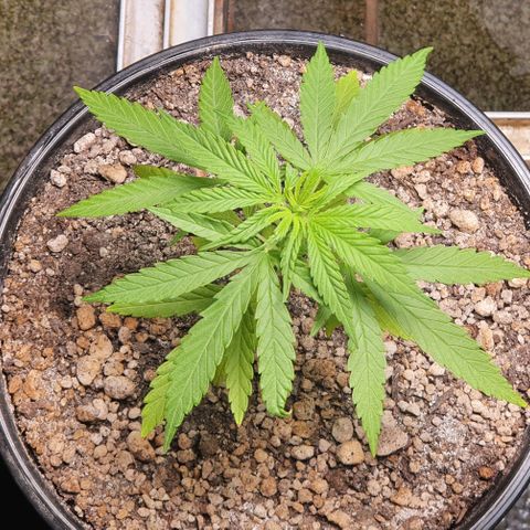 Prenseed #1 growlog timeline photo