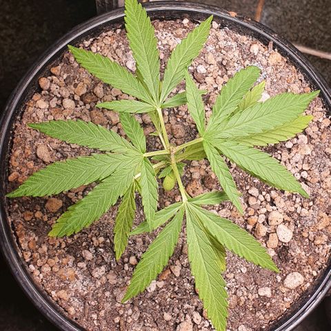 Prenseed #1 growlog timeline photo