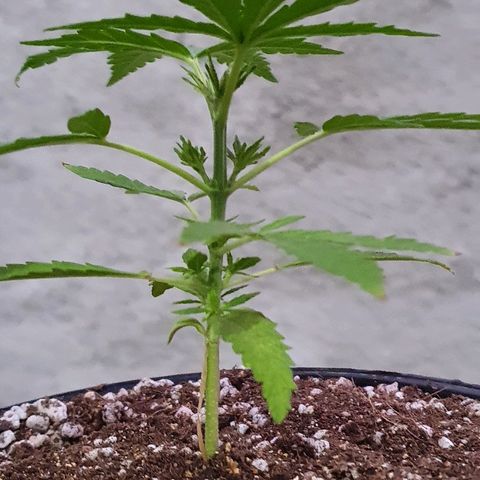 Prenseed #1 growlog timeline photo