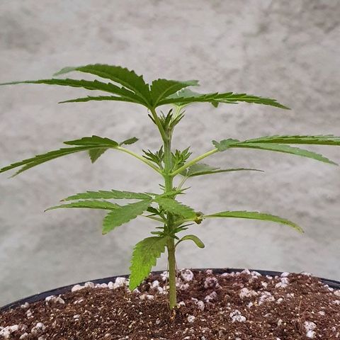 Prenseed #1 growlog timeline photo
