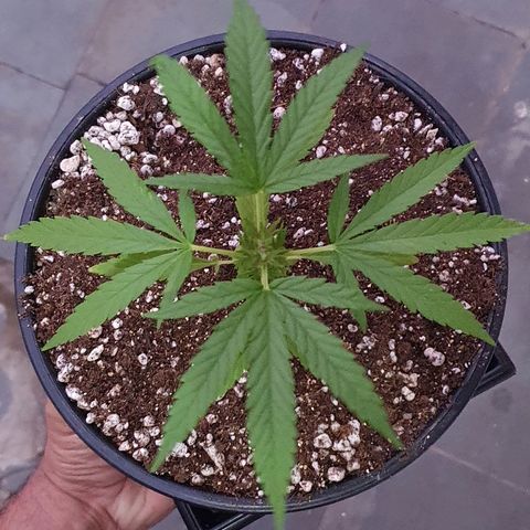 Prenseed #1 growlog timeline photo