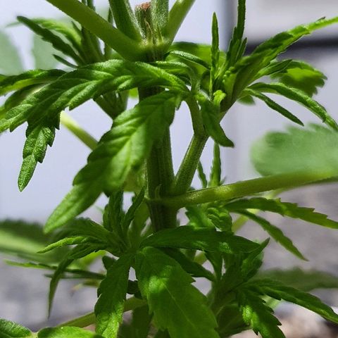 Prenseed #1 growlog timeline photo