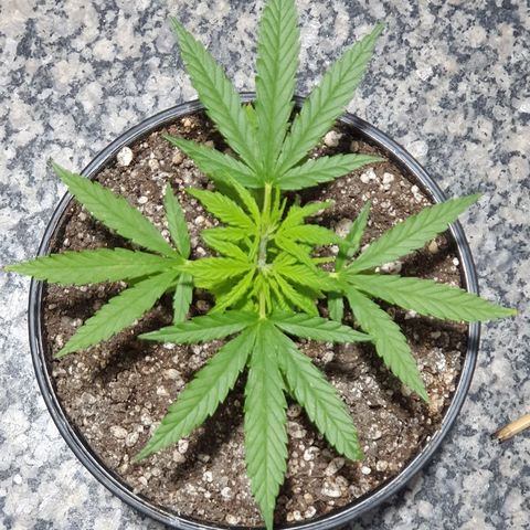 Prenseed #1 growlog timeline photo