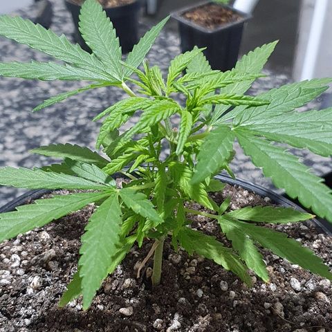 Prenseed #1 growlog timeline photo
