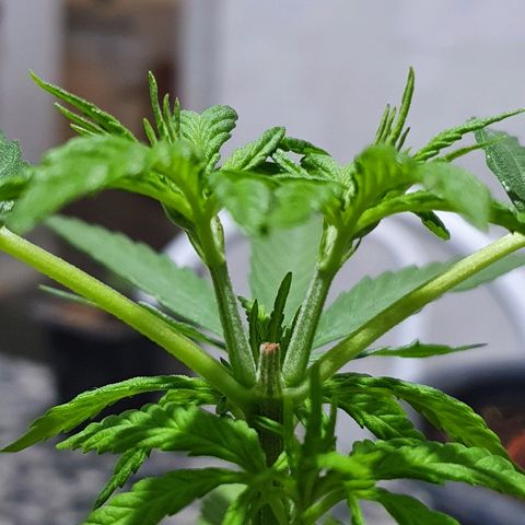 Prenseed #1 growlog timeline photo