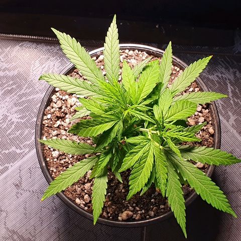 Prenseed #1 growlog timeline photo