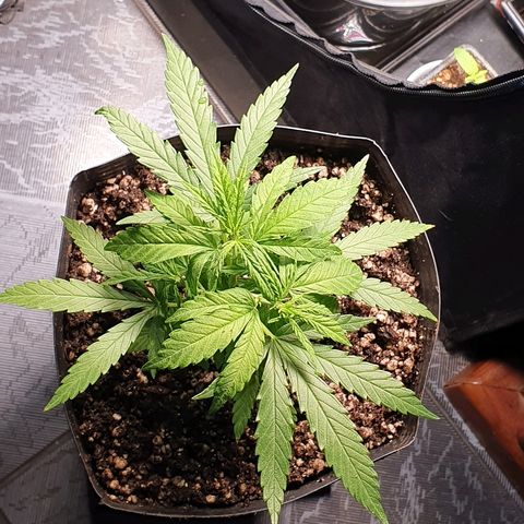 Prenseed #1 growlog timeline photo