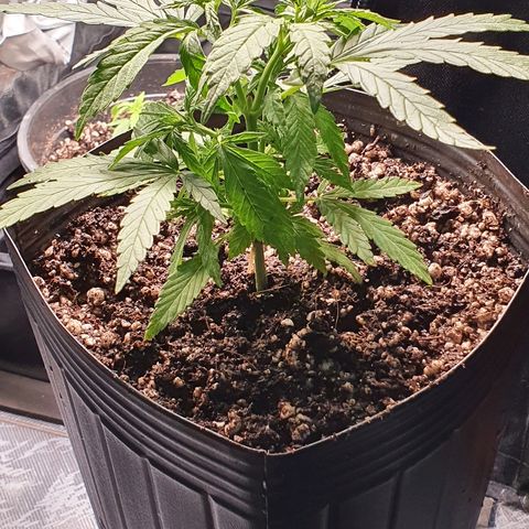 Prenseed #1 growlog timeline photo