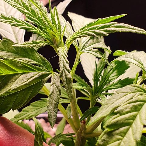 Prenseed #1 growlog timeline photo