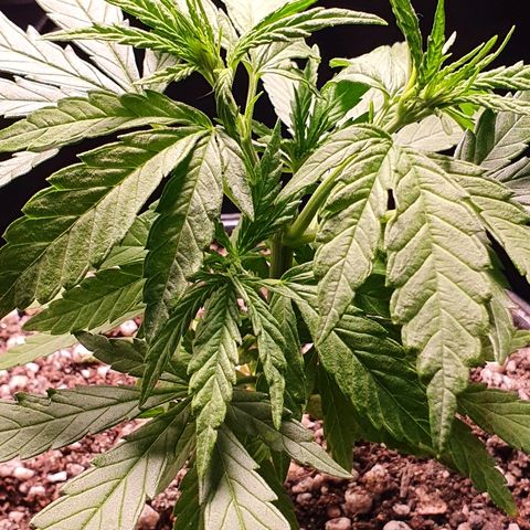 Prenseed #1 growlog timeline photo