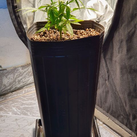 Prenseed #1 growlog timeline photo