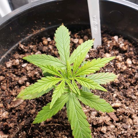 Prenseed #1 growlog timeline photo