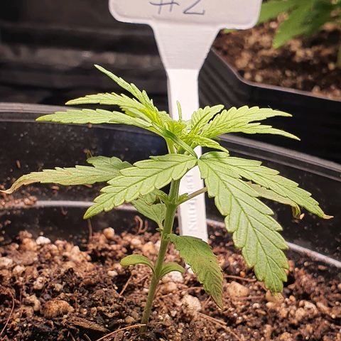 Prenseed #1 growlog timeline photo