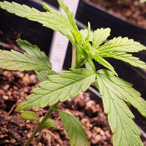 Prenseed #1 growlog timeline photo