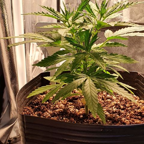 Prenseed #1 growlog timeline photo