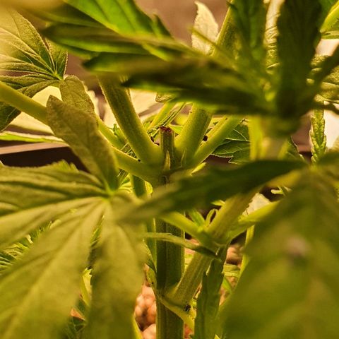Prenseed #1 growlog timeline photo