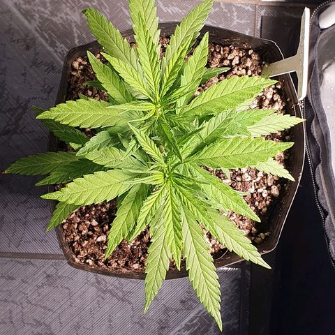 Prenseed #1 growlog timeline photo