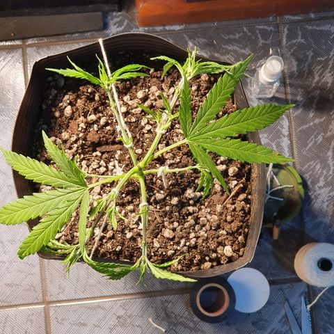Prenseed #1 growlog timeline photo
