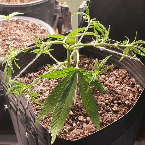 Prenseed #1 growlog timeline photo